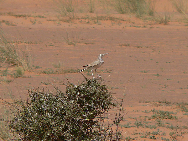 Greater hoopoe lark Mauritania