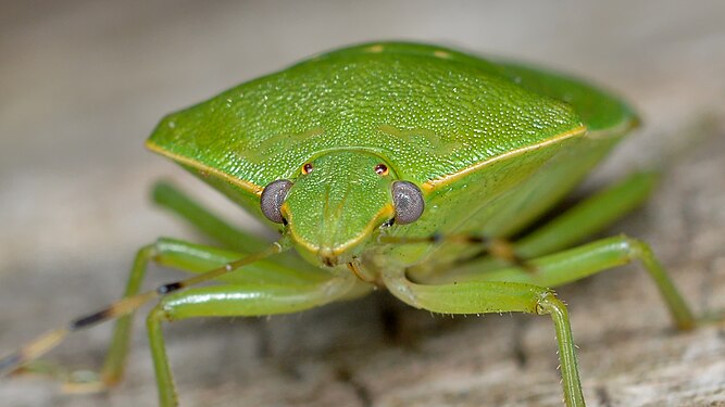 Green Stink Bug (Chinavia hilaris)