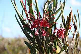 <i>Grevillea oleoides</i> Species of shrub in the family Proteaceae endemic to New South Wales, Australia