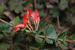 <i>Grevillea infundibularis</i> Species of shrub in the family Proteaceae endemic to Western Australia