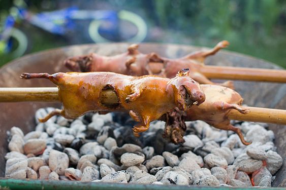 Backyard guinea pig roast.