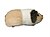 Guinea pig right side view.jpg