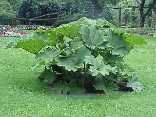 <span class="mw-page-title-main">Gunnerales</span> Order of flowering plants