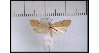 <i>Gymnobathra primaria</i> Species of moth endemic to New Zealand