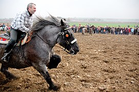 Course montée dans un champ labouré de Hakendover avec un Trait belge.