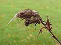 Halflege zaaddoos van een speerdistel (Cirsium vulgare) in verval. (d.j.b.) 04.jpg