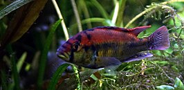 Haplochromis aeneocolor