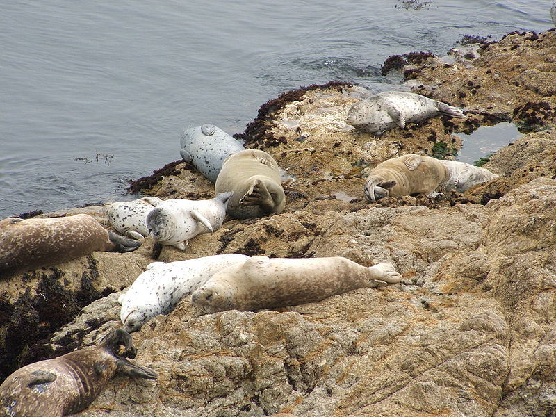 File:Harbor Seal (Phoca vitulina) 01.jpg