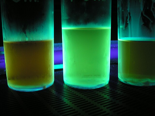Harmaline and harmine fluoresce under ultraviolet light. These three extractions indicate that the middle one has a higher concentration of the two co