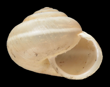 پوسته Harmozica ravergiensis.png