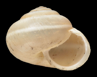 <i>Harmozica</i> (gastropod) Genus of gastropods