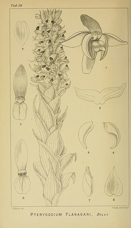 Harry Bolus - Orchids of South Africa - volume I plate 098 (1896).jpg