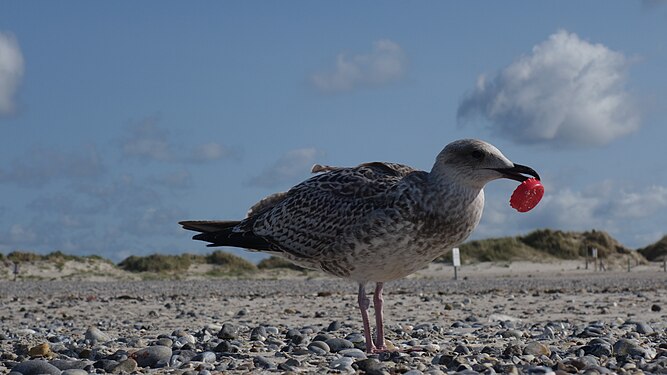 Young herring gull finds plastic bottle lid on beach of Helgoland dune island