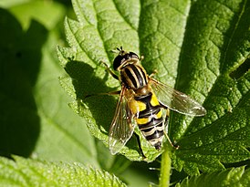 Helophilus trivittatus