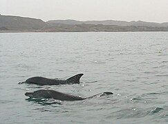 Delfines nariz de botella del Indo-Pacífico frente a la costa sur de Irán, alrededor de la isla de Hengam