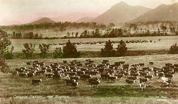 Postcard of Hereford cattle on Coochin Coochin Station, near Boonah, 1909. In the background Mount Moon and both the McPherson Range and Main Range (G