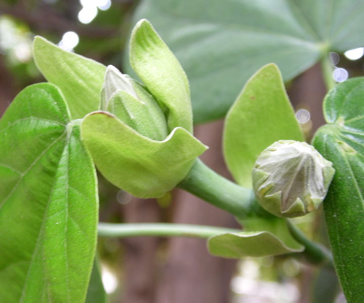 File:Hibiscus elatus kz4.JPG