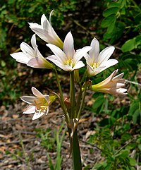 Rhodophiala pratensis (sin. Hippeastrum pratense)