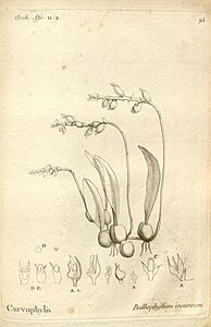 plate 95 Bulbophyllum incurvum