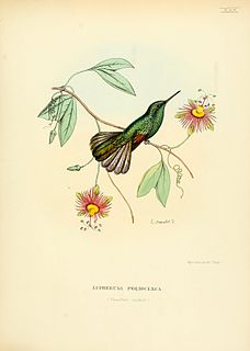 White-tailed hummingbird