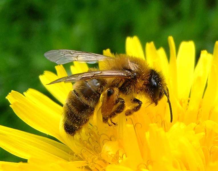 File:Honey bee on a dandelion, Sandy, Bedfordshire (7002893894).jpg
