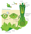 Hornwort life cycle diagram