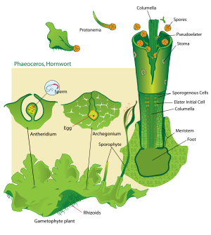 Hornwort life cicle svg diagram.svg