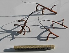 Remainders of horse chestnut flower spikes found on the ground below. The chestnuts themselves have separated with their burs from the small branches shown. Horse chestnut flower spikes found on the ground - Utrecht, the Netherlands - October 2021 - 2.jpg