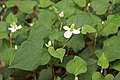 ドクダミ Houttuynia cordata