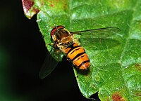 Male Episyrphus balteatus (Syrphidae)