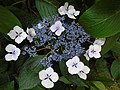 Hydrangea macrophylla Hortensia Autor: Fernando Losada Rodríguez (profesor)