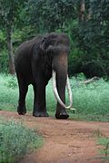 English: Indian elephant (national heritage animal)