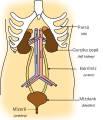 כורדית (SVG)