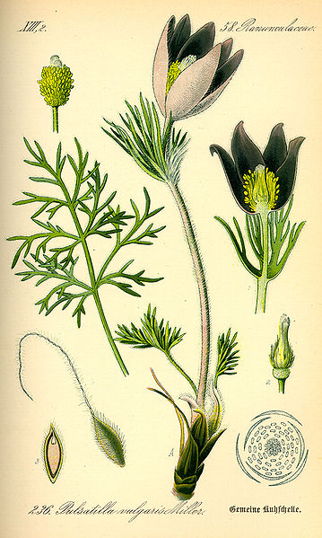 File:Illustration Pulsatilla vulgaris0.jpg