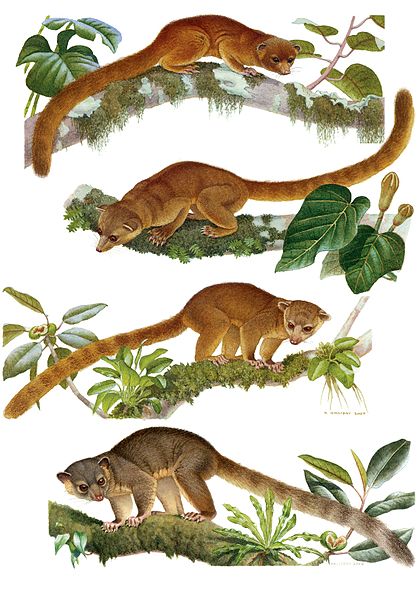 File:Illustrations of the species of Bassaricyon.jpg
