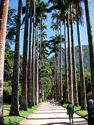 リオデジャネイロ植物園