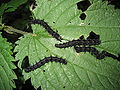 Inachis io caterpillar 20070607.jpg