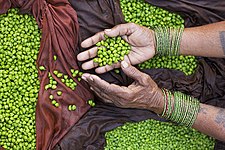 88 votes in Final; Indian streetseller hands displaying green chickpeas. +/− Credit:Jorge Royan (www.royan.com.ar) (License: CC BY-SA 3.0)