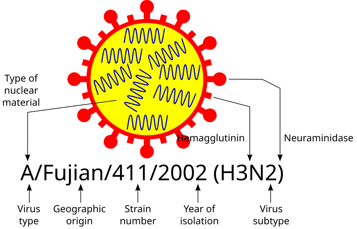 Строение вируса h1n1 испанка. Испанский грипп структура вируса н1н1. Гонконгский грипп h3n2 модель вируса. Вирус гриппа строение h3n2.