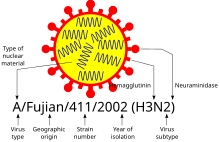 Вирус гриппа строение микробиология 10