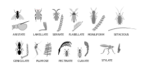 Crtež ticala kod insekata