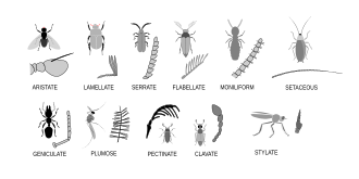 節足動物 Wikipedia