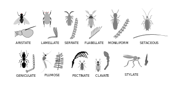 様々な昆虫の触角