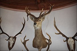 Intérieur du château (salle des trophées de chasse).