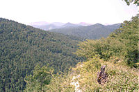 Irati-Wald