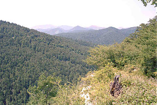 <span class="mw-page-title-main">Irati Forest</span>