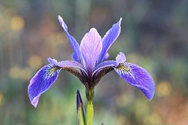 Iris versicolor L. — Iris versicolore