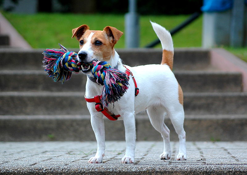 File:Jack Russell Terrier - bitch Demi.JPG