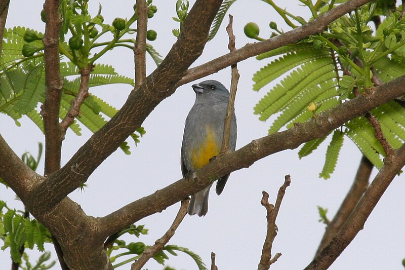 File:Jamaican Euphonia 2506093355.jpg