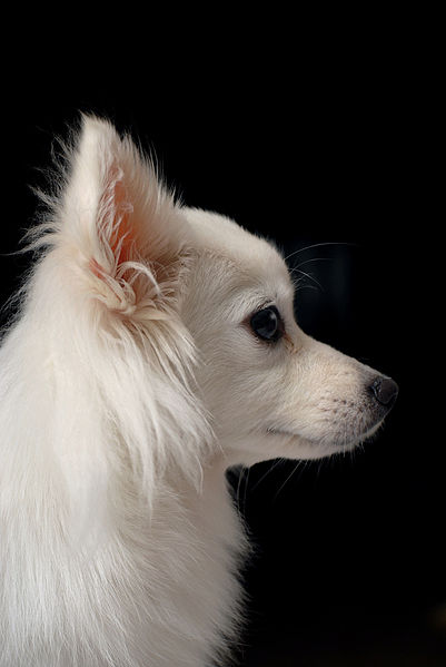 File:Japanese Spitz 025.jpg